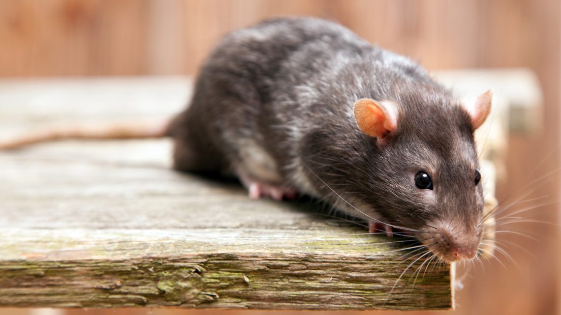 Comment se débarrasser des rats et des souris en Gironde :  Guide pratique