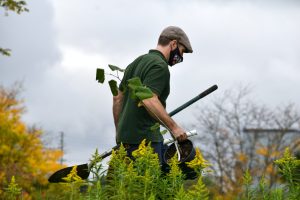 Entretien de jardin par un professionnel