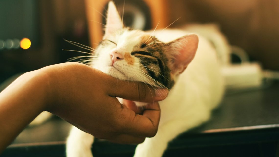 Les meilleures techniques de toilette pour les chats à poils longs.