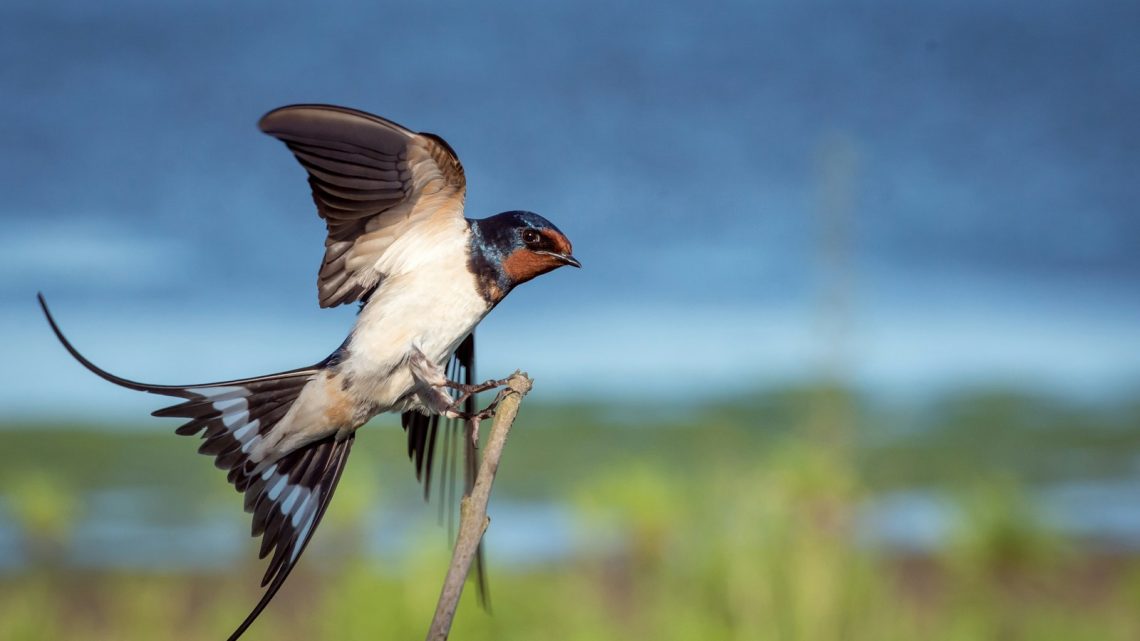 Les oiseaux faciles à élever en captivité : guide pratique