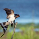 Les oiseaux faciles à élever