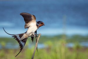 Les oiseaux faciles à élever