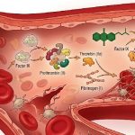 coagulation sanguine