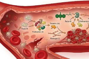 coagulation sanguine