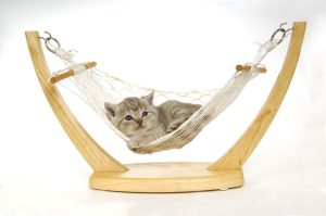 Un petit chaton gris paisiblement allongé dans un hamac en bois