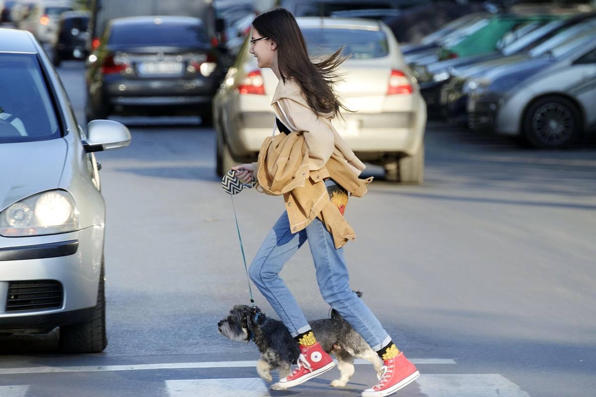Une femme marche sur un passage piéton avec son petit chien