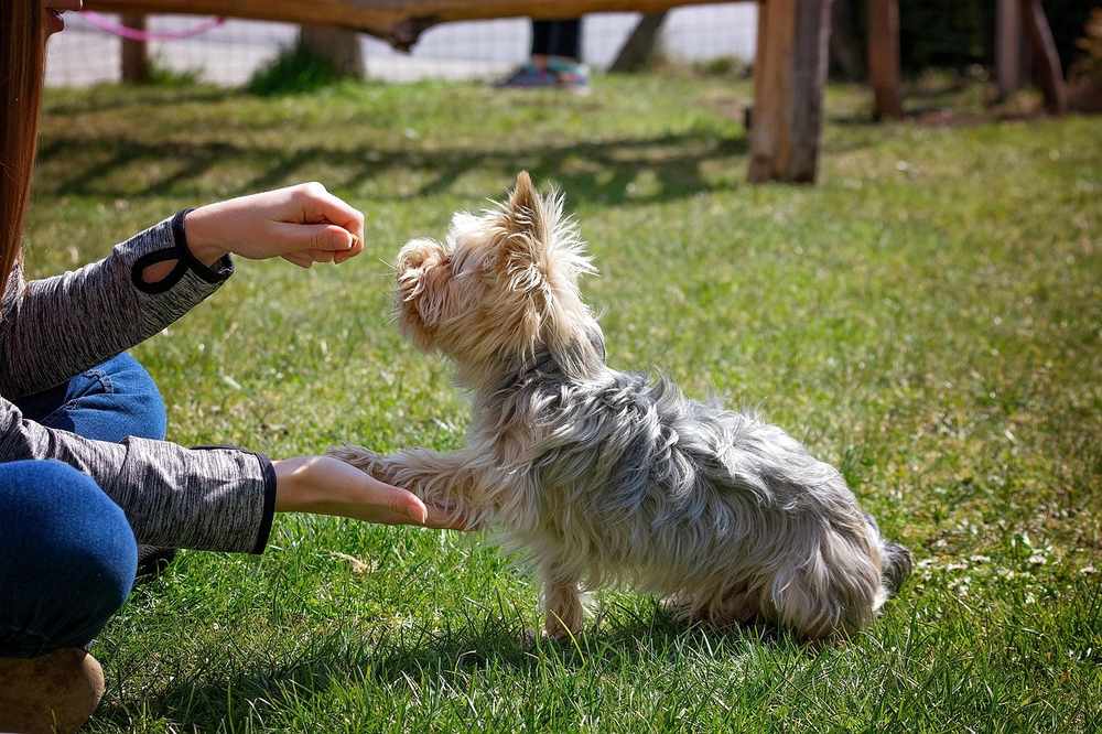 Une personne entraîne un petit chien sur l'herbe